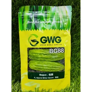 130g F1 BG88 Bagus Peria Hybrid Bitter Gourd GWG 包赞 苦瓜