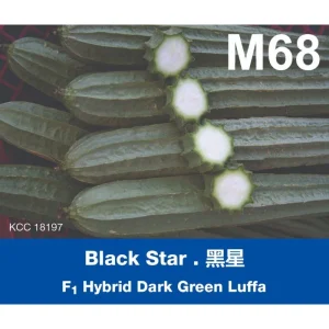 F1 Hybrid M68 Black Star Petola/ green luffa /黑星 角瓜 20g LECKAT