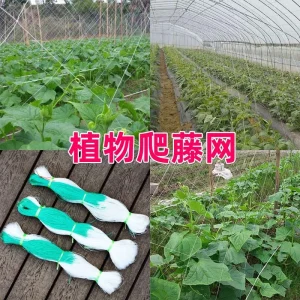 Plant Climbing Net 攀藤网2mx60m 18cmx18cm （made in Vietnam）