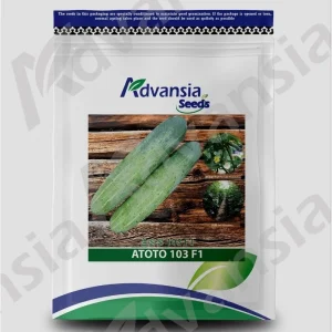 Benih Timun Atoto Cucumber 103 F1 100g Advansia 一代交配黄瓜种子