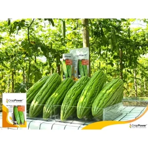 PERIA GRAND JUMBO BG5588 100G 大花苦瓜